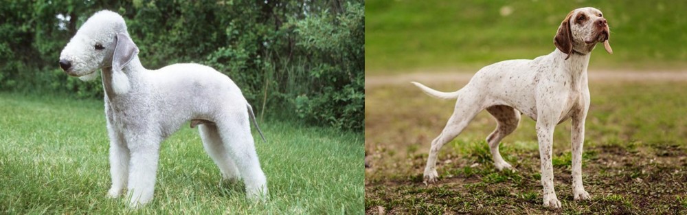 Braque du Bourbonnais vs Bedlington Terrier - Breed Comparison