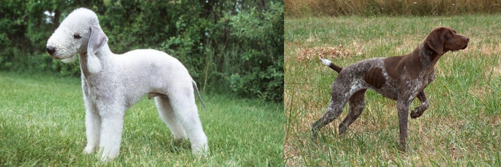 Braque Francais vs Bedlington Terrier - Breed Comparison