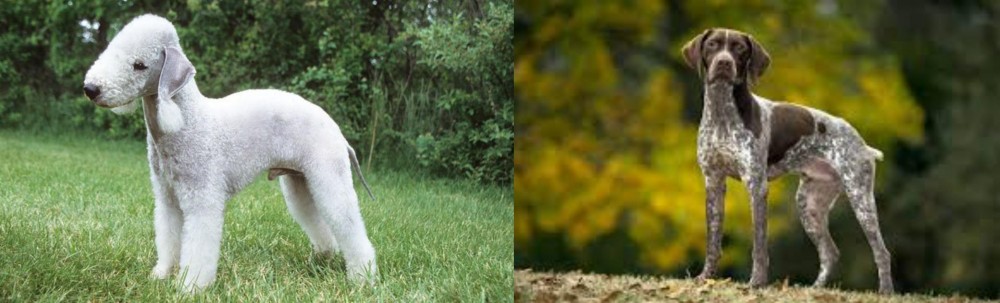 Braque Francais (Gascogne Type) vs Bedlington Terrier - Breed Comparison