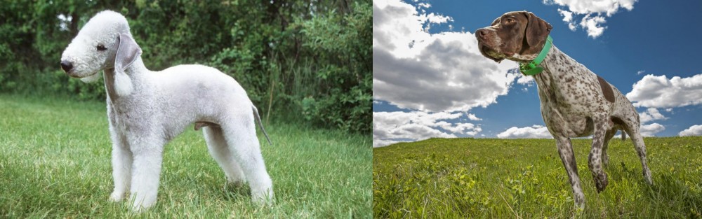 Braque Francais (Pyrenean Type) vs Bedlington Terrier - Breed Comparison