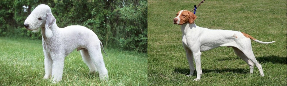 Braque Saint-Germain vs Bedlington Terrier - Breed Comparison