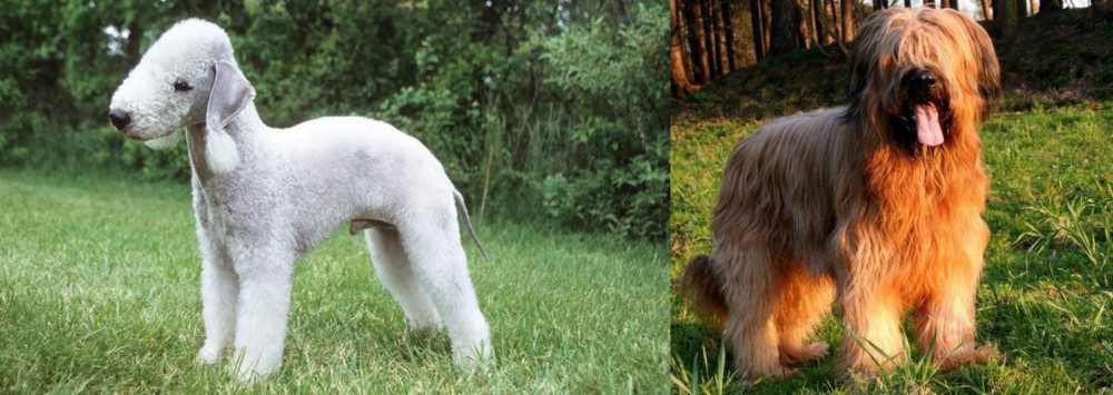 Briard vs Bedlington Terrier - Breed Comparison