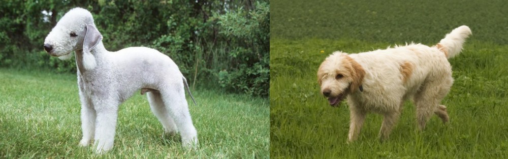 Briquet Griffon Vendeen vs Bedlington Terrier - Breed Comparison