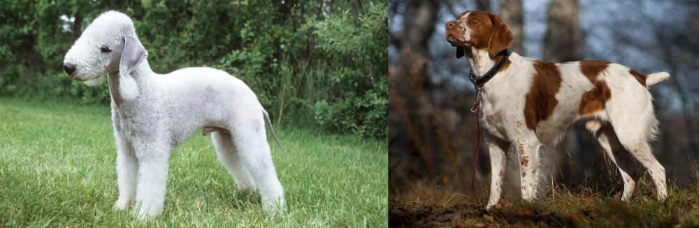 Brittany vs Bedlington Terrier - Breed Comparison