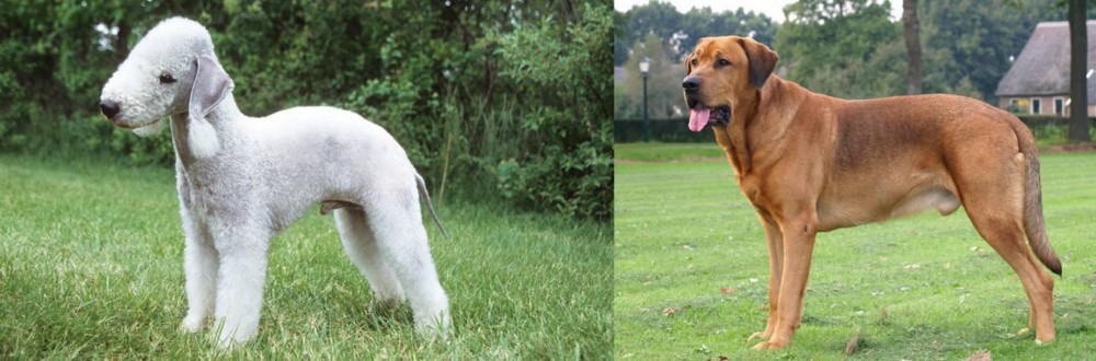 Broholmer vs Bedlington Terrier - Breed Comparison