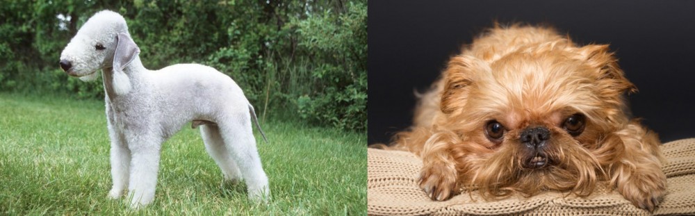 Brug vs Bedlington Terrier - Breed Comparison