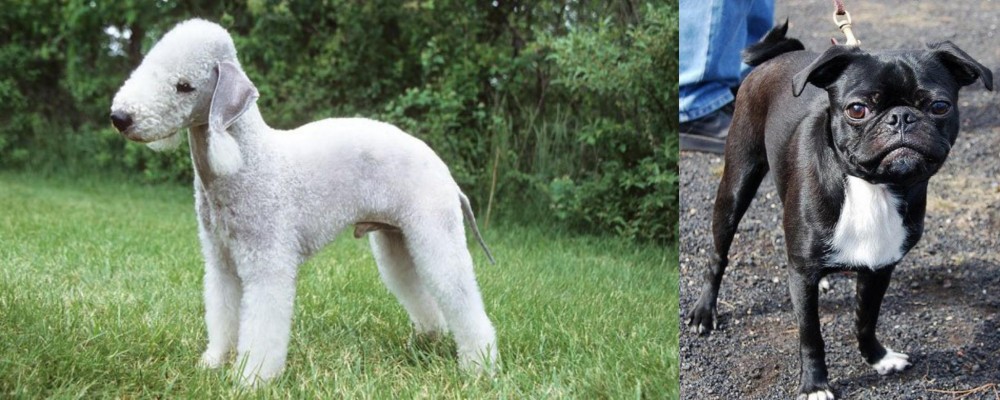 Bugg vs Bedlington Terrier - Breed Comparison