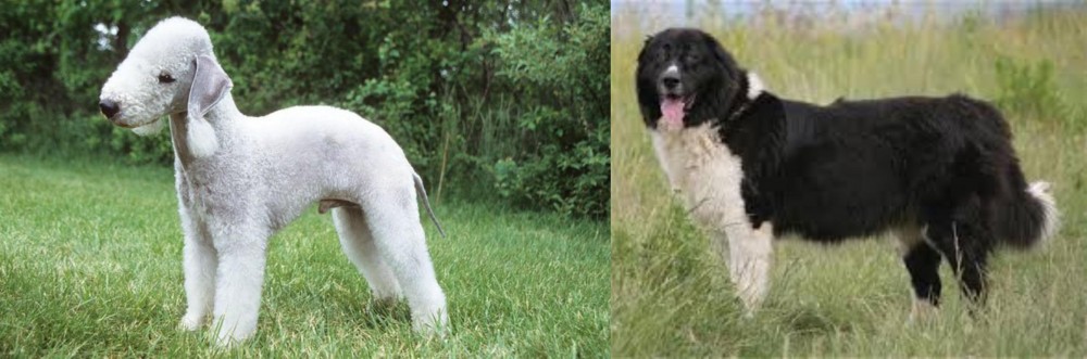 Bulgarian Shepherd vs Bedlington Terrier - Breed Comparison
