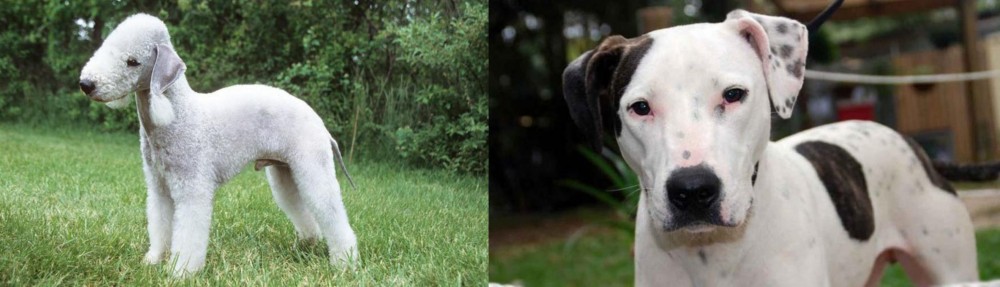 Bull Arab vs Bedlington Terrier - Breed Comparison