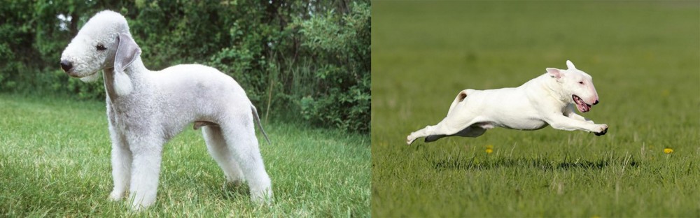 Bull Terrier vs Bedlington Terrier - Breed Comparison