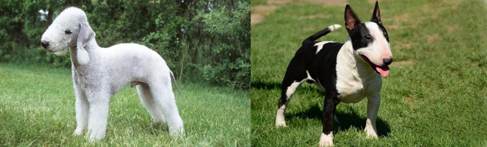 Bull Terrier Miniature vs Bedlington Terrier - Breed Comparison
