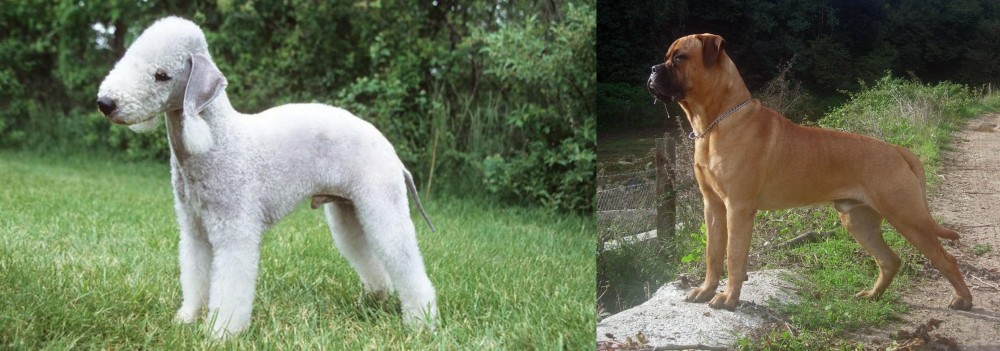 Bullmastiff vs Bedlington Terrier - Breed Comparison