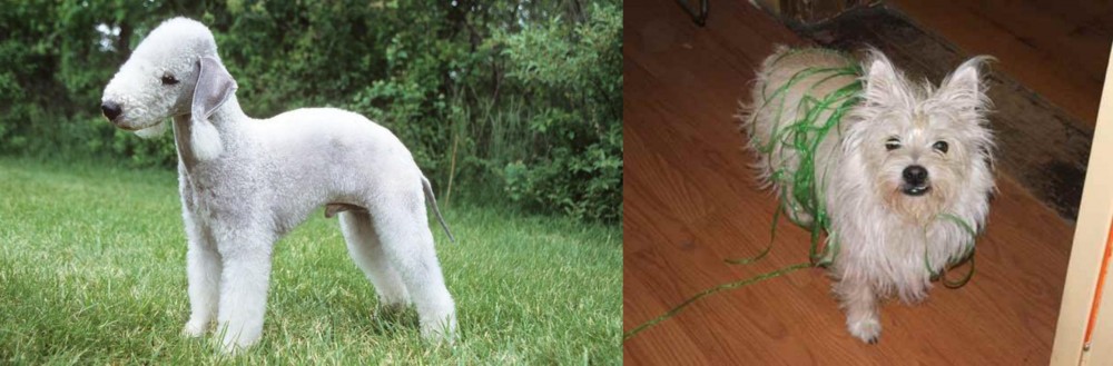 Cairland Terrier vs Bedlington Terrier - Breed Comparison
