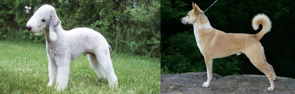 Canaan Dog vs Bedlington Terrier - Breed Comparison