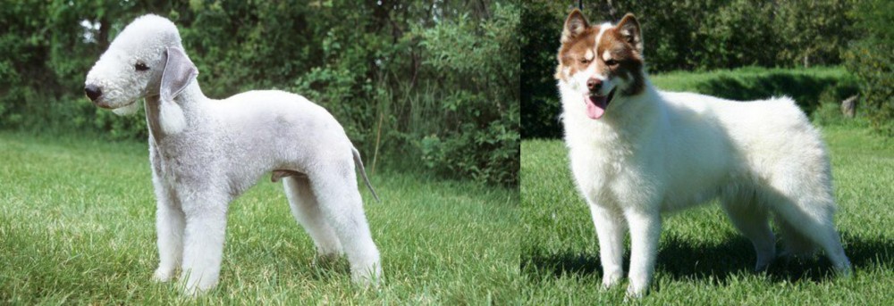 Canadian Eskimo Dog vs Bedlington Terrier - Breed Comparison