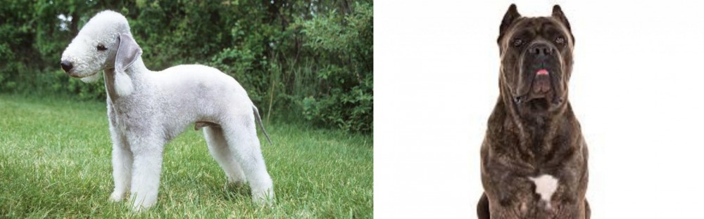 Cane Corso vs Bedlington Terrier - Breed Comparison