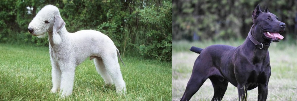 Canis Panther vs Bedlington Terrier - Breed Comparison