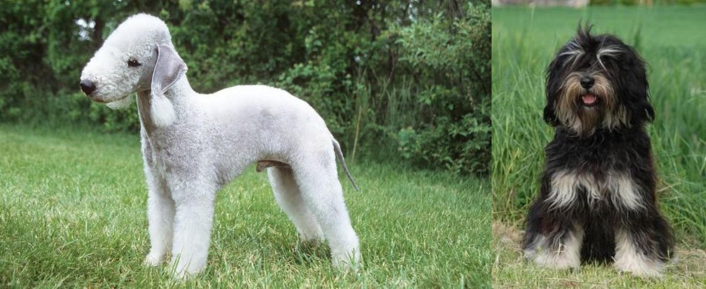 Cao da Serra de Aires vs Bedlington Terrier - Breed Comparison