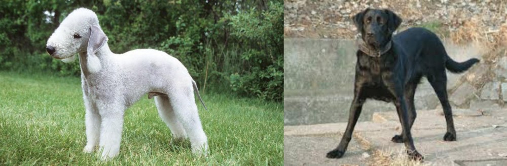 Cao de Castro Laboreiro vs Bedlington Terrier - Breed Comparison