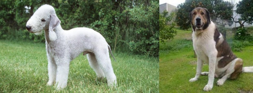 Cao de Gado Transmontano vs Bedlington Terrier - Breed Comparison