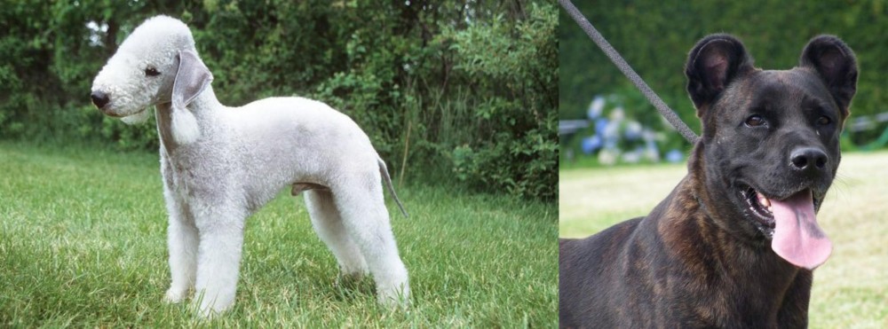 Cao Fila de Sao Miguel vs Bedlington Terrier - Breed Comparison