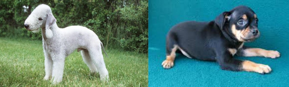 Carlin Pinscher vs Bedlington Terrier - Breed Comparison