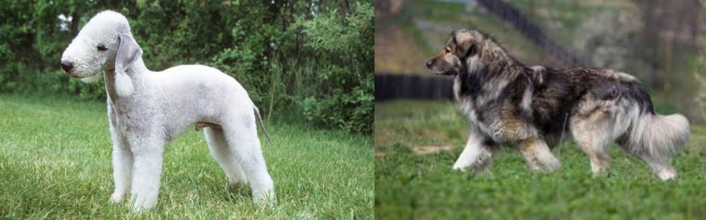 Carpatin vs Bedlington Terrier - Breed Comparison