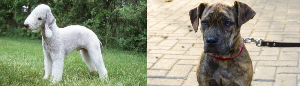 Catahoula Bulldog vs Bedlington Terrier - Breed Comparison