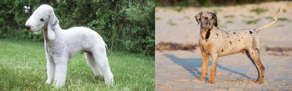 Catahoula Cur vs Bedlington Terrier - Breed Comparison