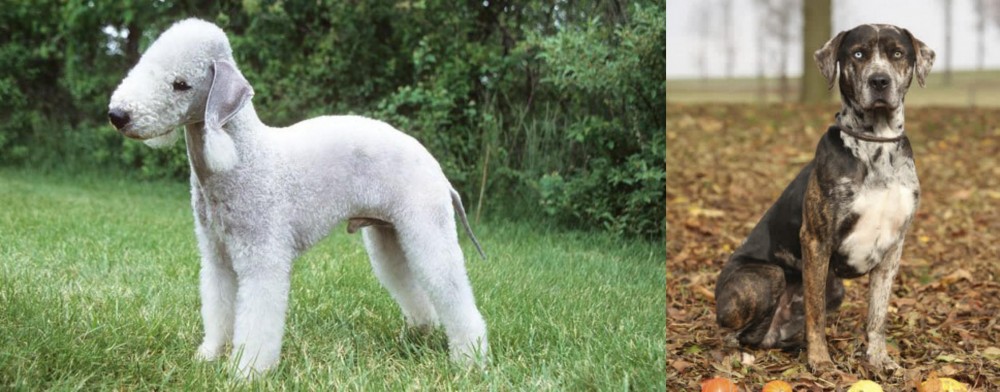 Catahoula Leopard vs Bedlington Terrier - Breed Comparison