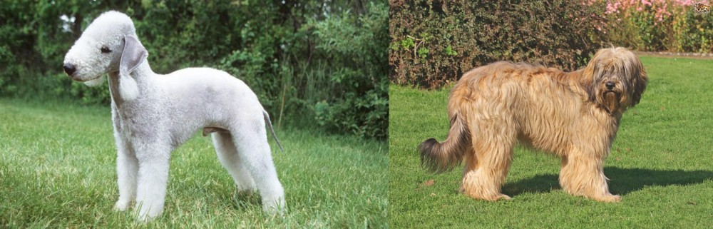 Catalan Sheepdog vs Bedlington Terrier - Breed Comparison