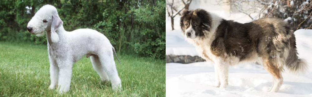 Caucasian Shepherd vs Bedlington Terrier - Breed Comparison