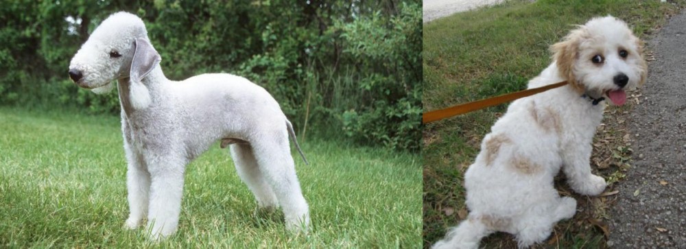 Cavachon vs Bedlington Terrier - Breed Comparison
