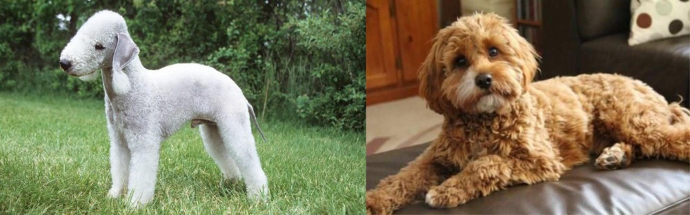 Cavapoo vs Bedlington Terrier - Breed Comparison