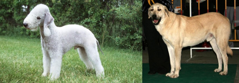 Central Anatolian Shepherd vs Bedlington Terrier - Breed Comparison
