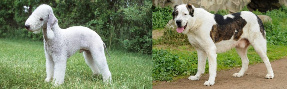 Central Asian Shepherd vs Bedlington Terrier - Breed Comparison