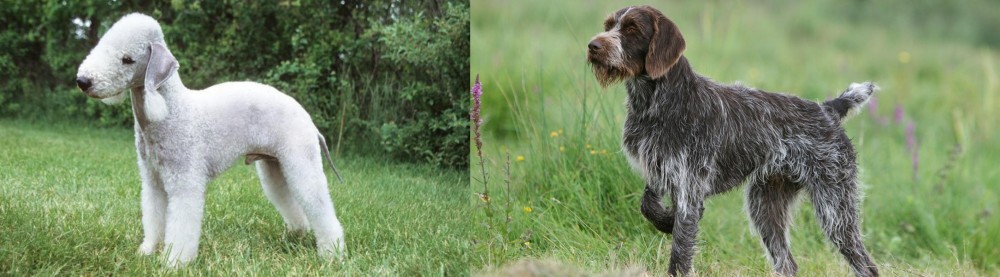 Cesky Fousek vs Bedlington Terrier - Breed Comparison