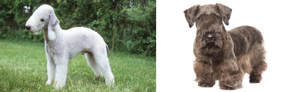 Cesky Terrier vs Bedlington Terrier - Breed Comparison