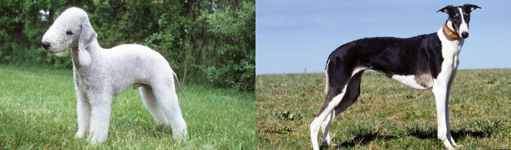 Chart Polski vs Bedlington Terrier - Breed Comparison
