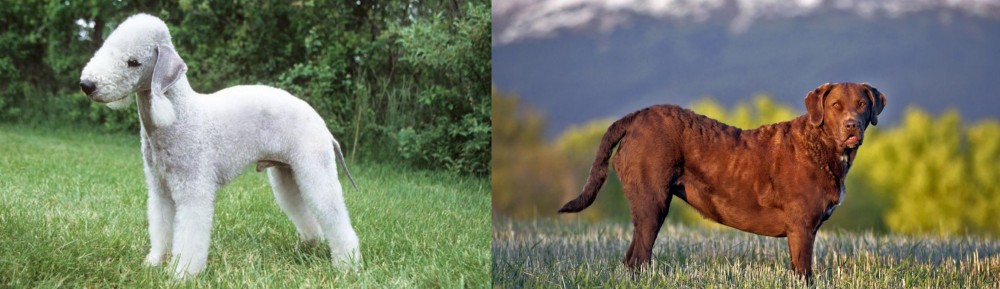 Chesapeake Bay Retriever vs Bedlington Terrier - Breed Comparison