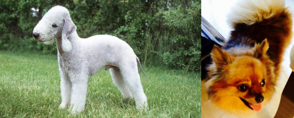 Chiapom vs Bedlington Terrier - Breed Comparison