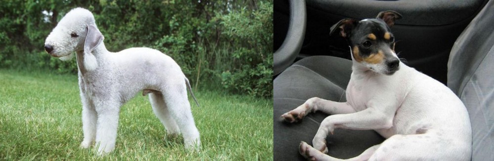 Chilean Fox Terrier vs Bedlington Terrier - Breed Comparison