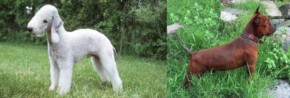 Chinese Chongqing Dog vs Bedlington Terrier - Breed Comparison