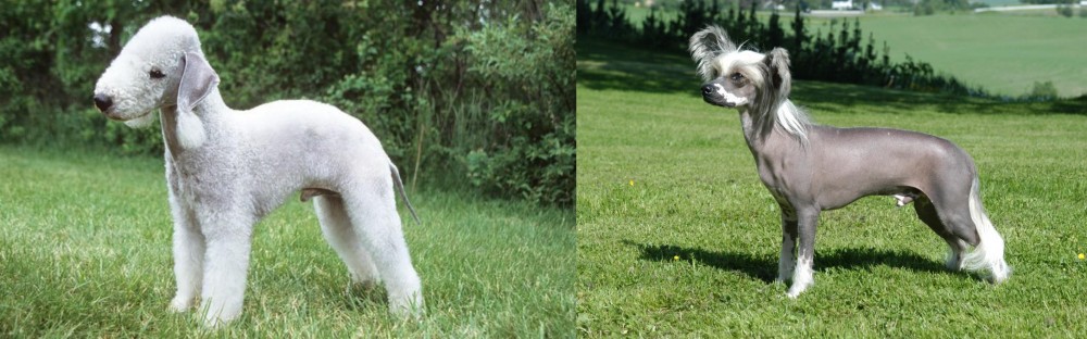 Chinese Crested Dog vs Bedlington Terrier - Breed Comparison