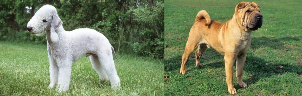 Chinese Shar Pei vs Bedlington Terrier - Breed Comparison