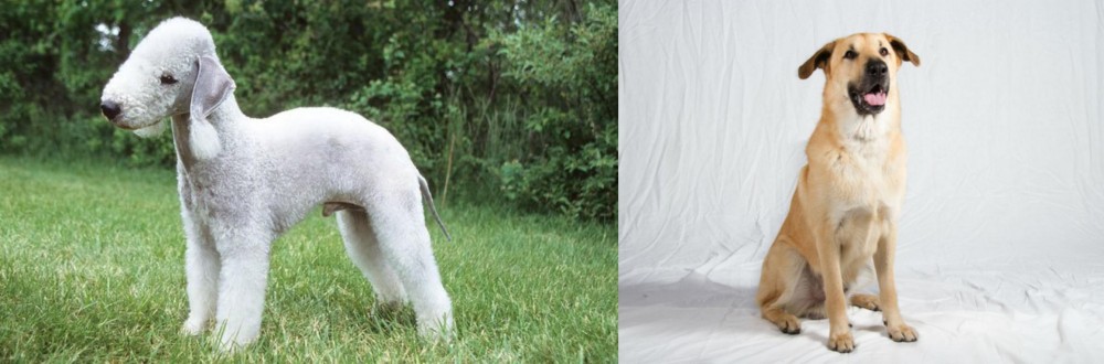 Chinook vs Bedlington Terrier - Breed Comparison