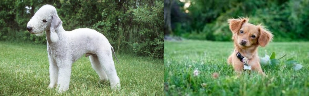 Chiweenie vs Bedlington Terrier - Breed Comparison