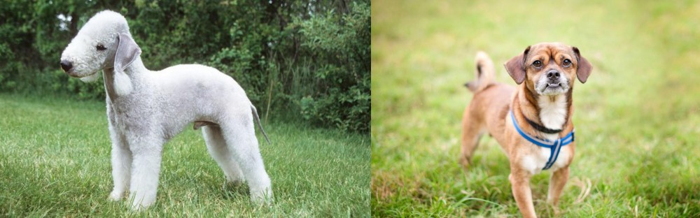 Chug vs Bedlington Terrier - Breed Comparison