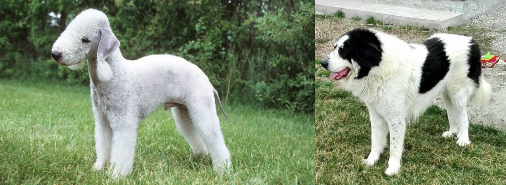 Ciobanesc de Bucovina vs Bedlington Terrier - Breed Comparison