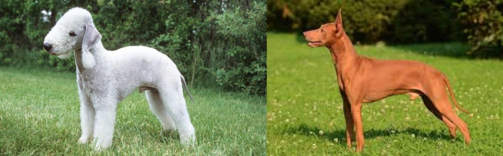Cirneco dell'Etna vs Bedlington Terrier - Breed Comparison